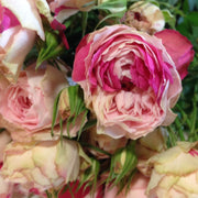 Pink speckled opal spray roses